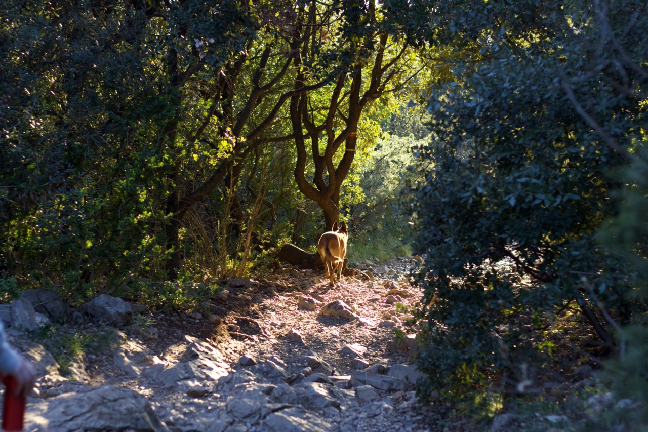 Un chien en balade dans la nature