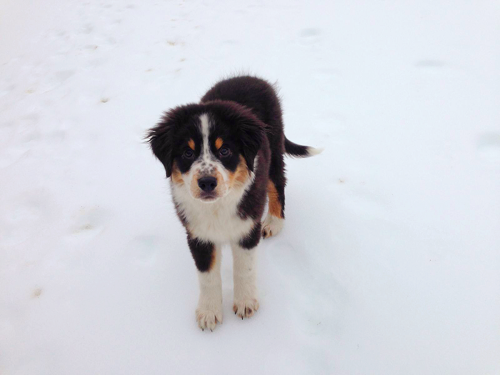 Forfait chiot